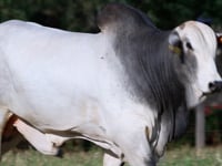 Lote 83