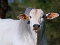 Lote 91