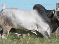 Lote 259
