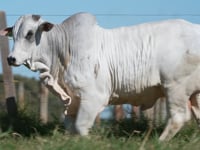 Lote 263