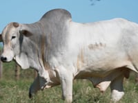 Lote 275