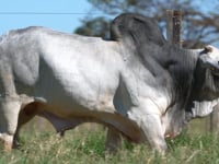 Lote 276
