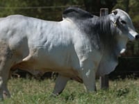 Lote 284