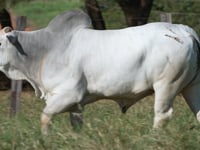 Lote 292