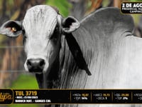 Lote 86