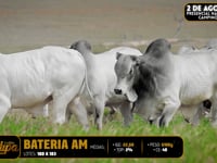 Bateria AM