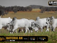 Bateria AN
