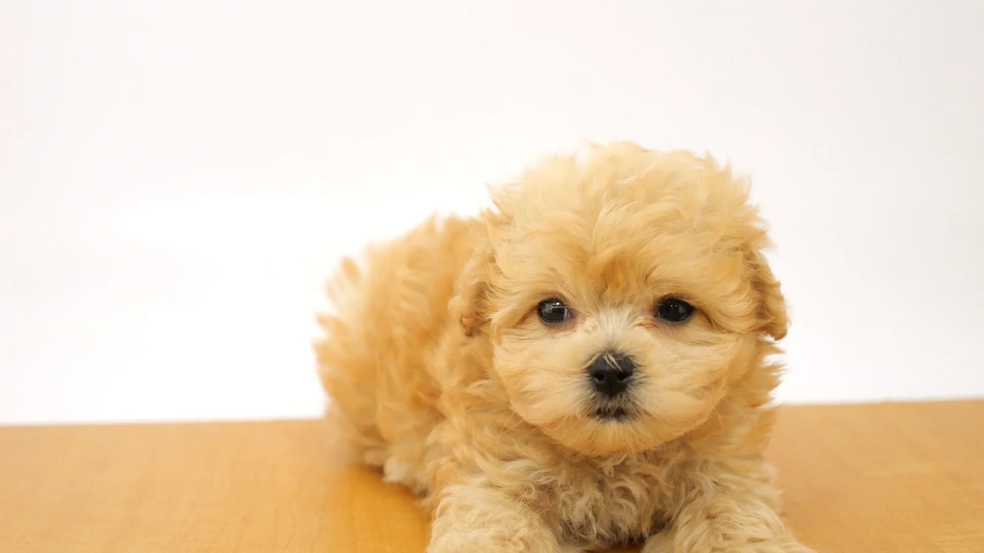 キングこま犬様☆専用  後半ページ image_1_511be27b-38d7-4cae-