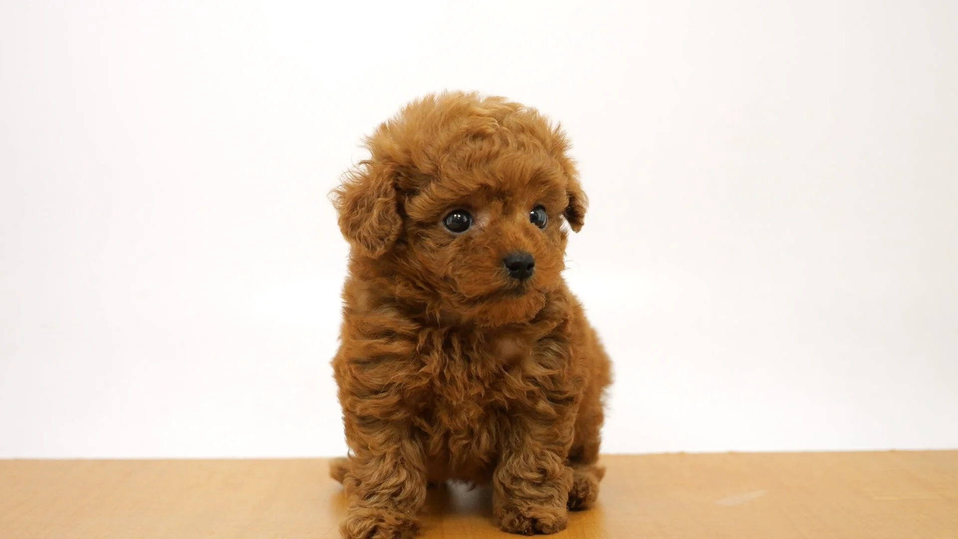 【世界にひとつ】一閑張り　赤　おめでたい　　カラフル　こま犬 即納】選べる4種類＊お野菜パーカー - 愛犬へのプレゼントなら