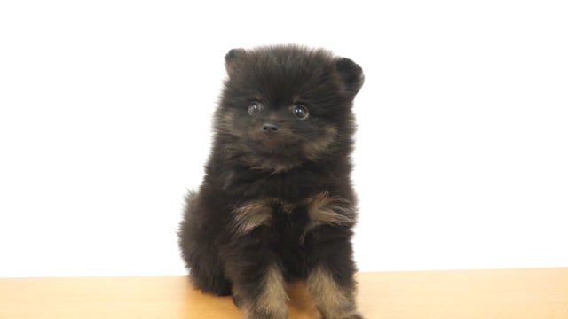 □あさひさま専用ブラックタンポメラニアンちゃん2体オーダー
