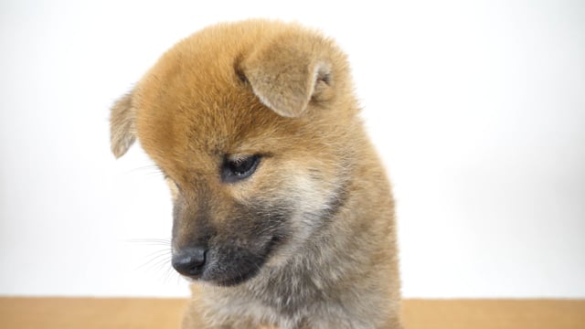 赤犬くん※7/21更新 柴犬 赤 男の子 府中店 2025072164502 ｜ペットショップのコジマ