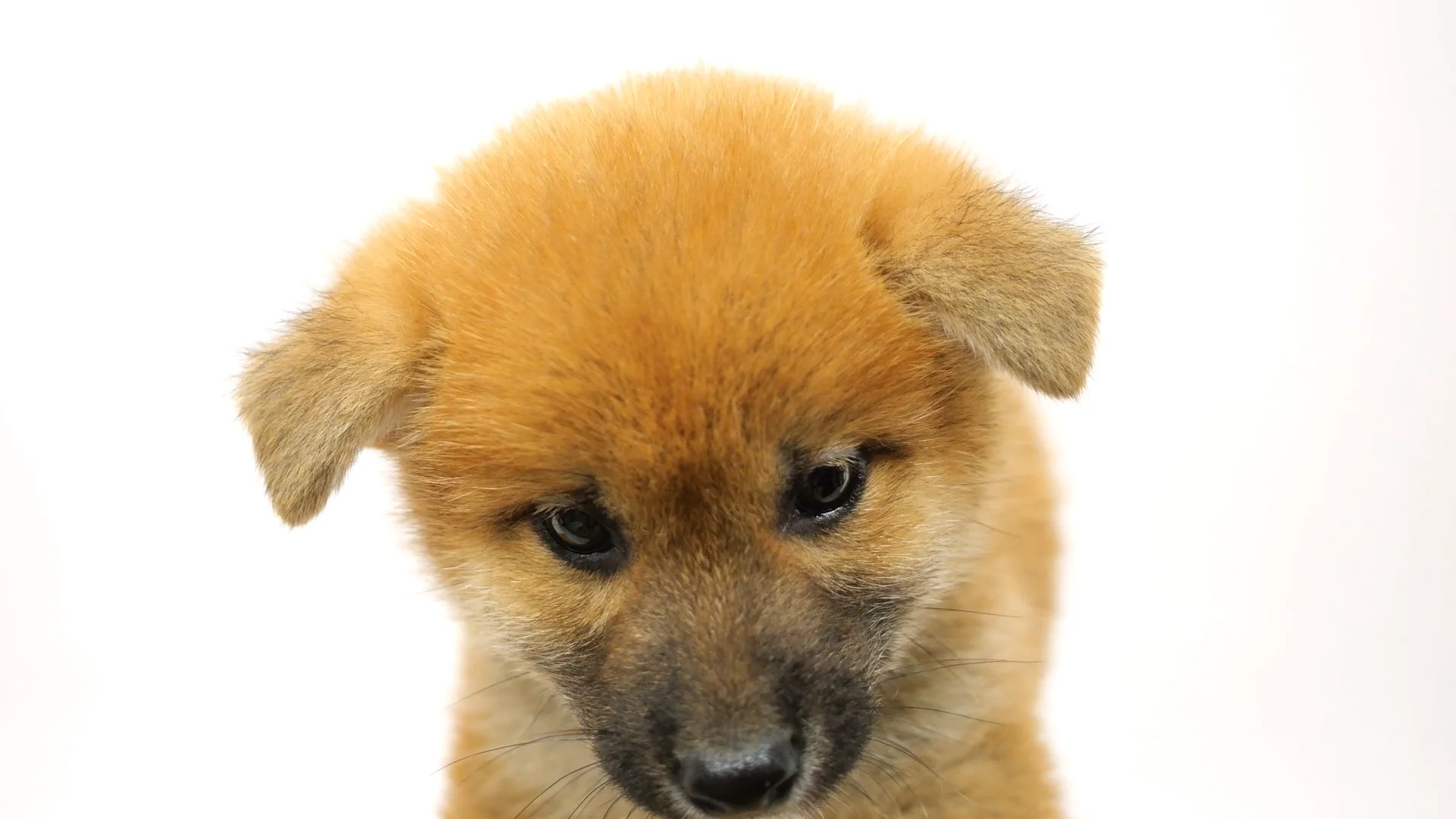 赤犬くん※7/21更新 りいぬくん(サブ)@すとぷり (@rinu_sub) / X