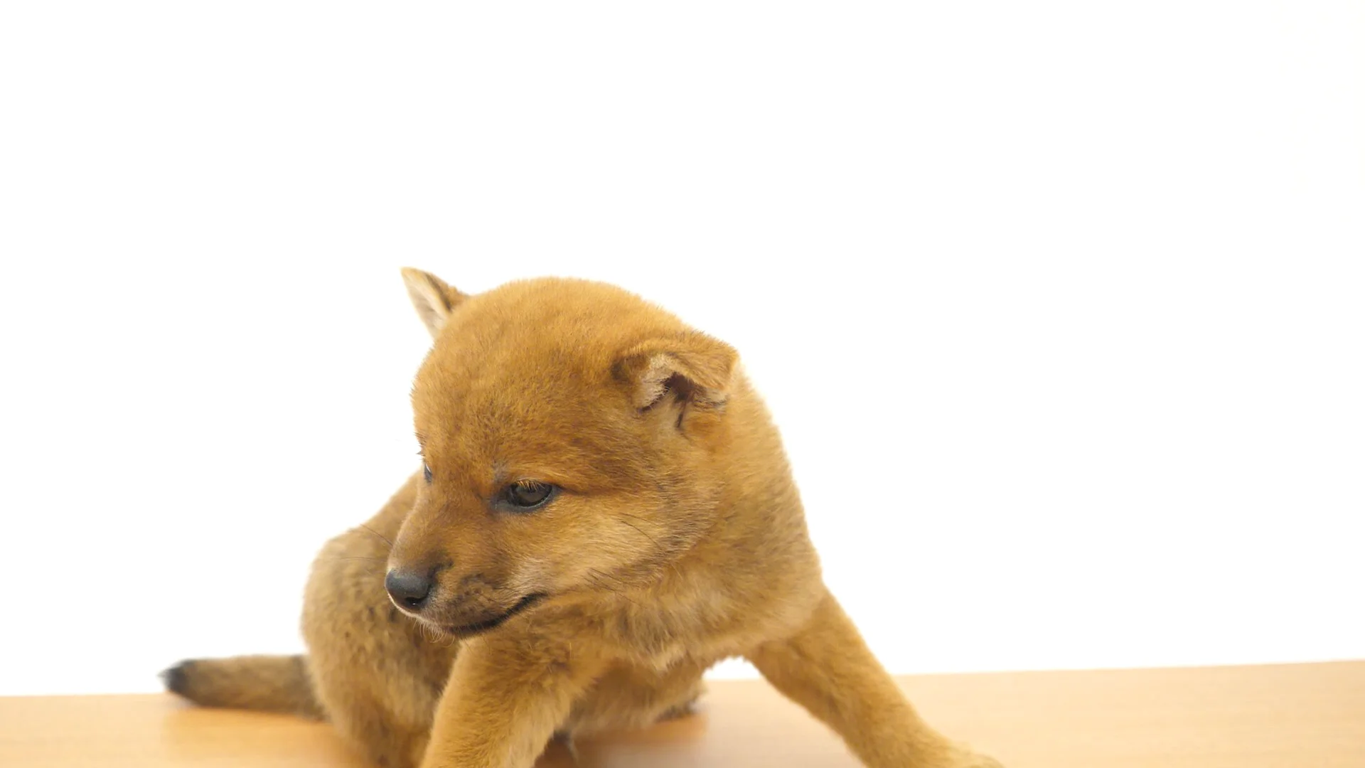 柴犬 赤 男の子 アリオ葛西店 2025072165707 ｜ペットショップの