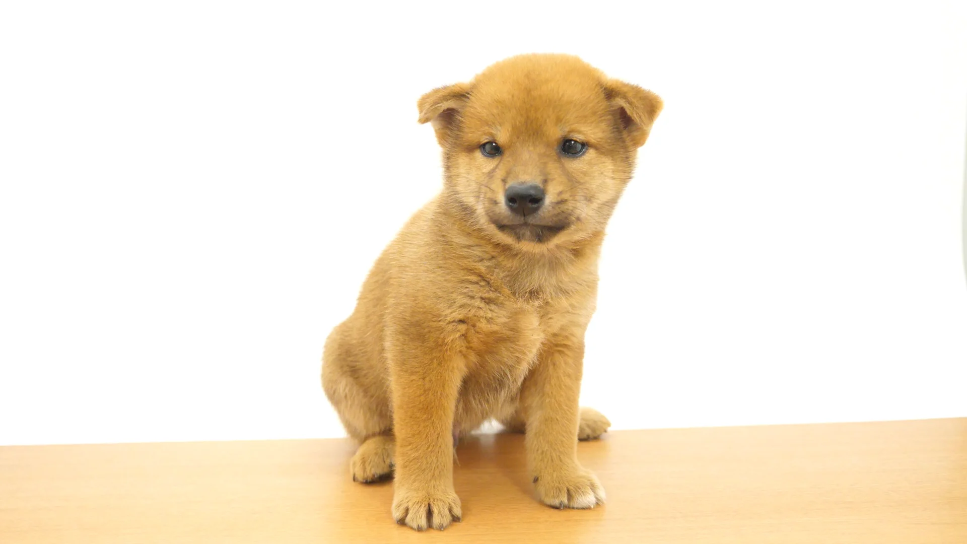 ころころ 子犬 絵本 ドッグ dog アニマル 動物 Mサイズ レア 希少 貴重 子犬の本 ([テキスト]) |本 | 通販 | Amazon