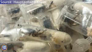 Guy was Trying to Sell 1500 Tarantulas