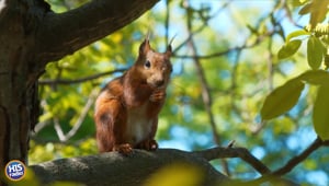 Lizz Had A Squirrel On Her FOOT