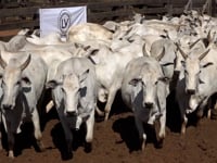 Lote 01