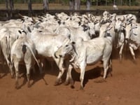 Lote 02