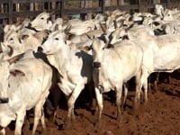 Lote 07