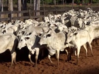 Lote 44