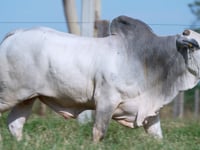 Lote 95