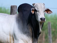 Lote 99