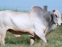 Lote 103