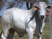 Lote 114