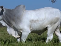 Lote 34