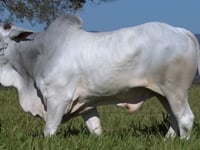 Lote 42