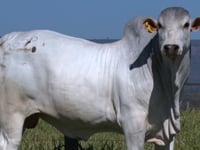 Lote 58
