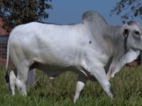 Lote 66