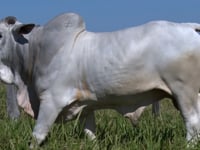Lote 74