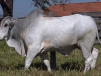 Lote 82