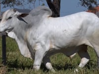 Lote 90