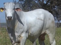 Lote 122
