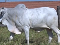 Lote 138