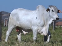 Lote 146