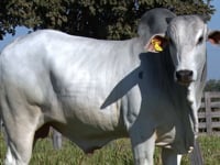 Lote 154