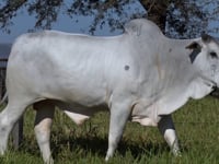 Lote 162