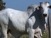 Lote 170