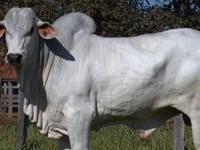 Lote 178
