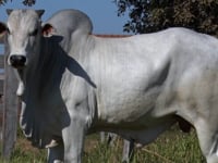 Lote 186