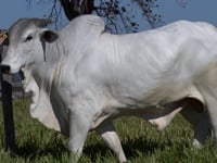 Lote 194