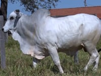 Lote 226