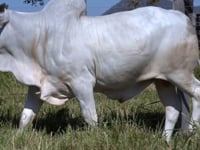 Lote 242