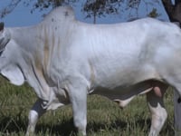 Lote 266