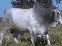 Lote 282