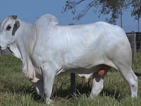 Lote 306