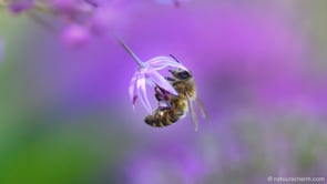 Gratis Natuurscherm demo 